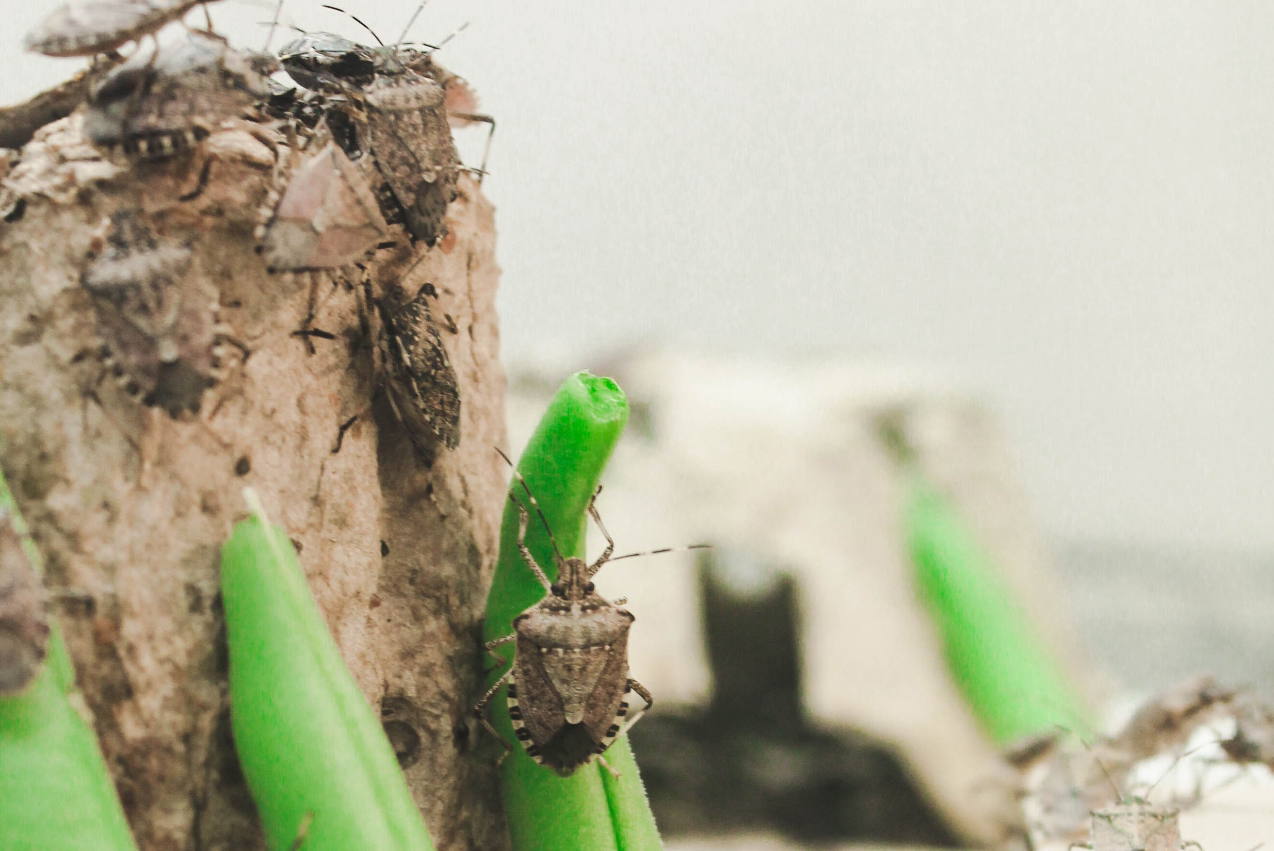 Adult Brown Marmorated Stink Bug